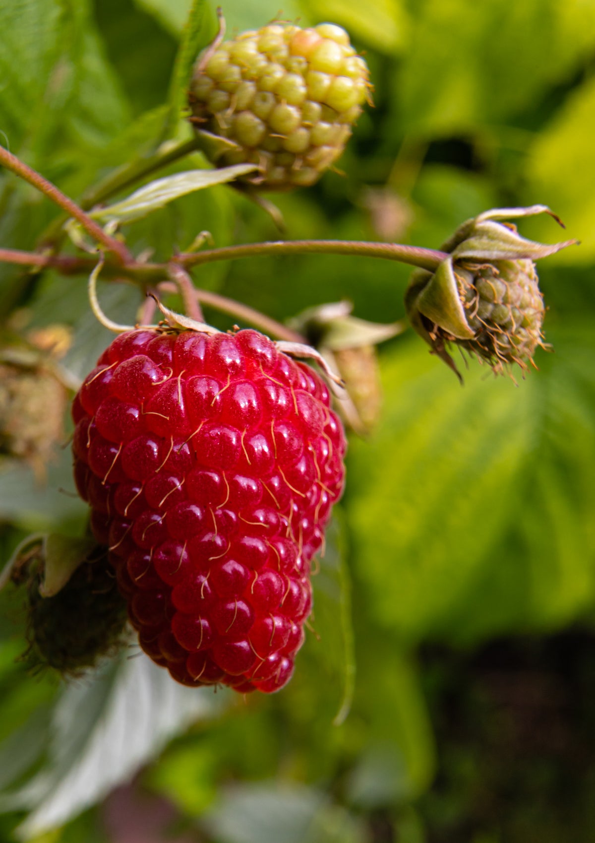 Raspberries 6 oz