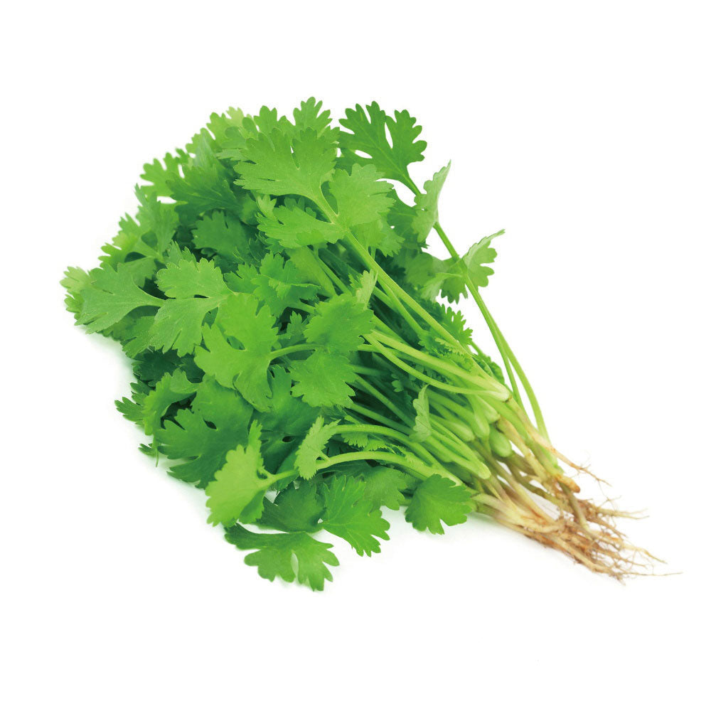 Cilantro Bunch