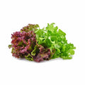 Artisan Lettuce