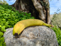Bananas (per lb)