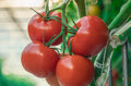 Beefsteak Tomatoes 1 lb