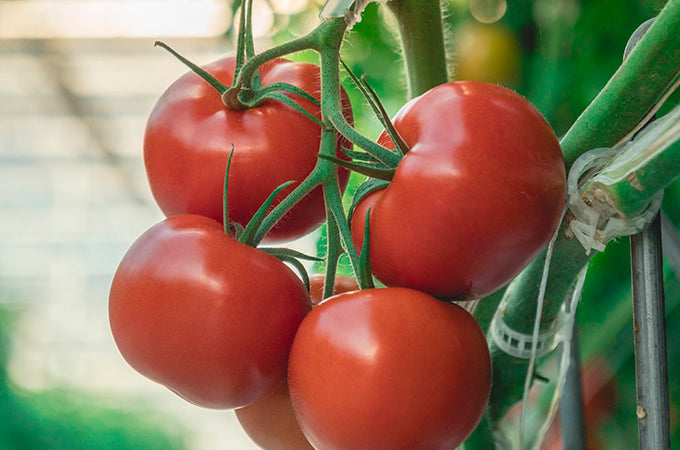 Beefsteak Tomatoes 1 lb