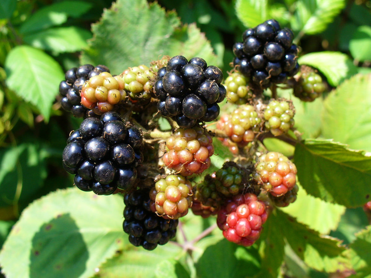 Organic Blackberries 6 oz