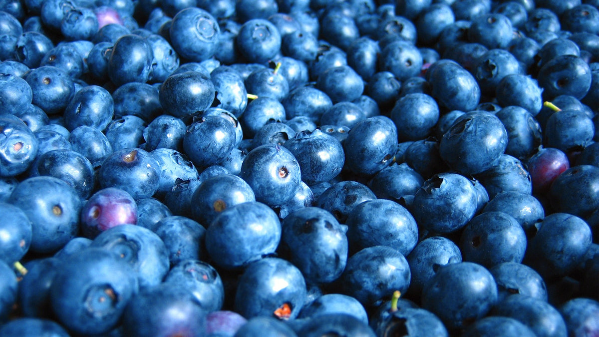 Organic Blueberries 1 lb
