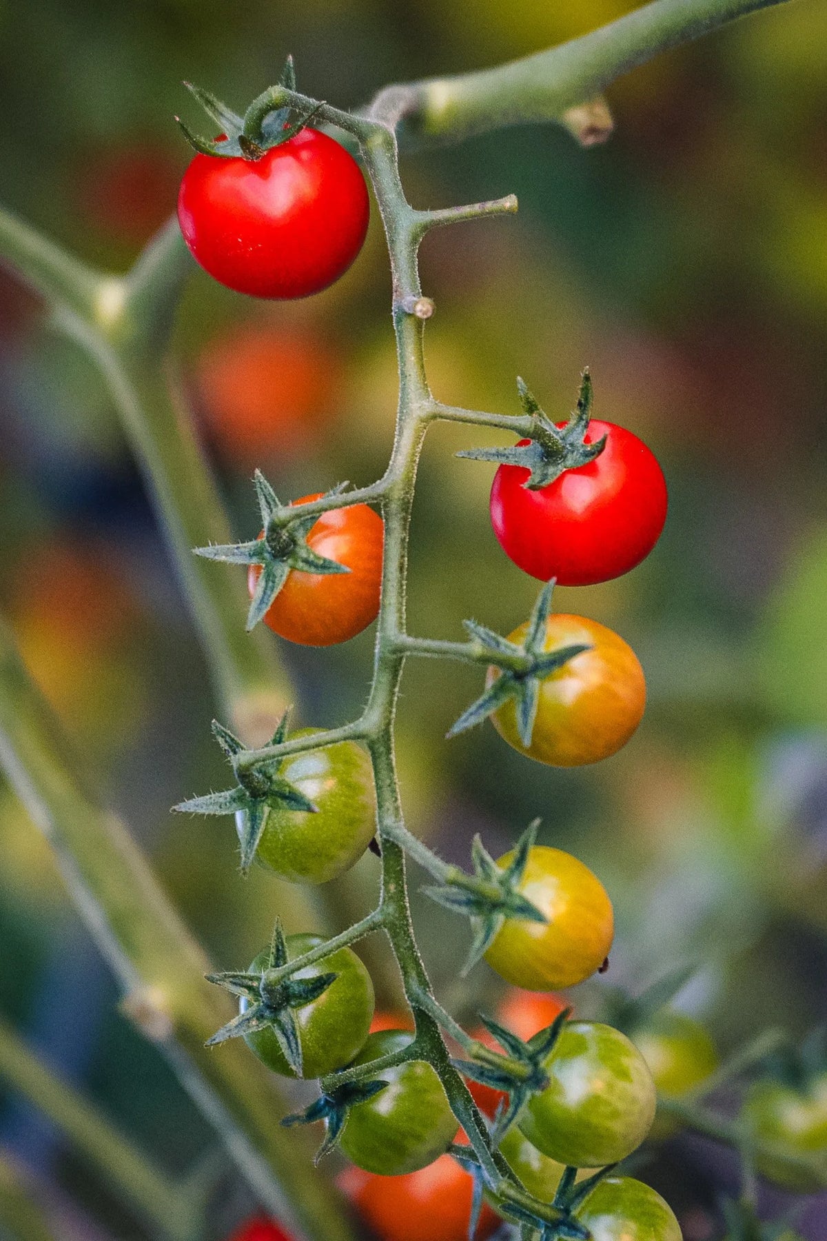 Snacking Tomatoes on the Vine 1 lb