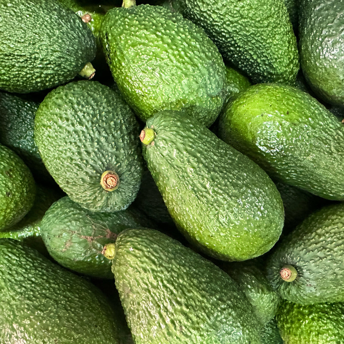 Large Avocados