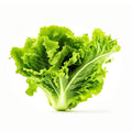 Green Leaf Lettuce