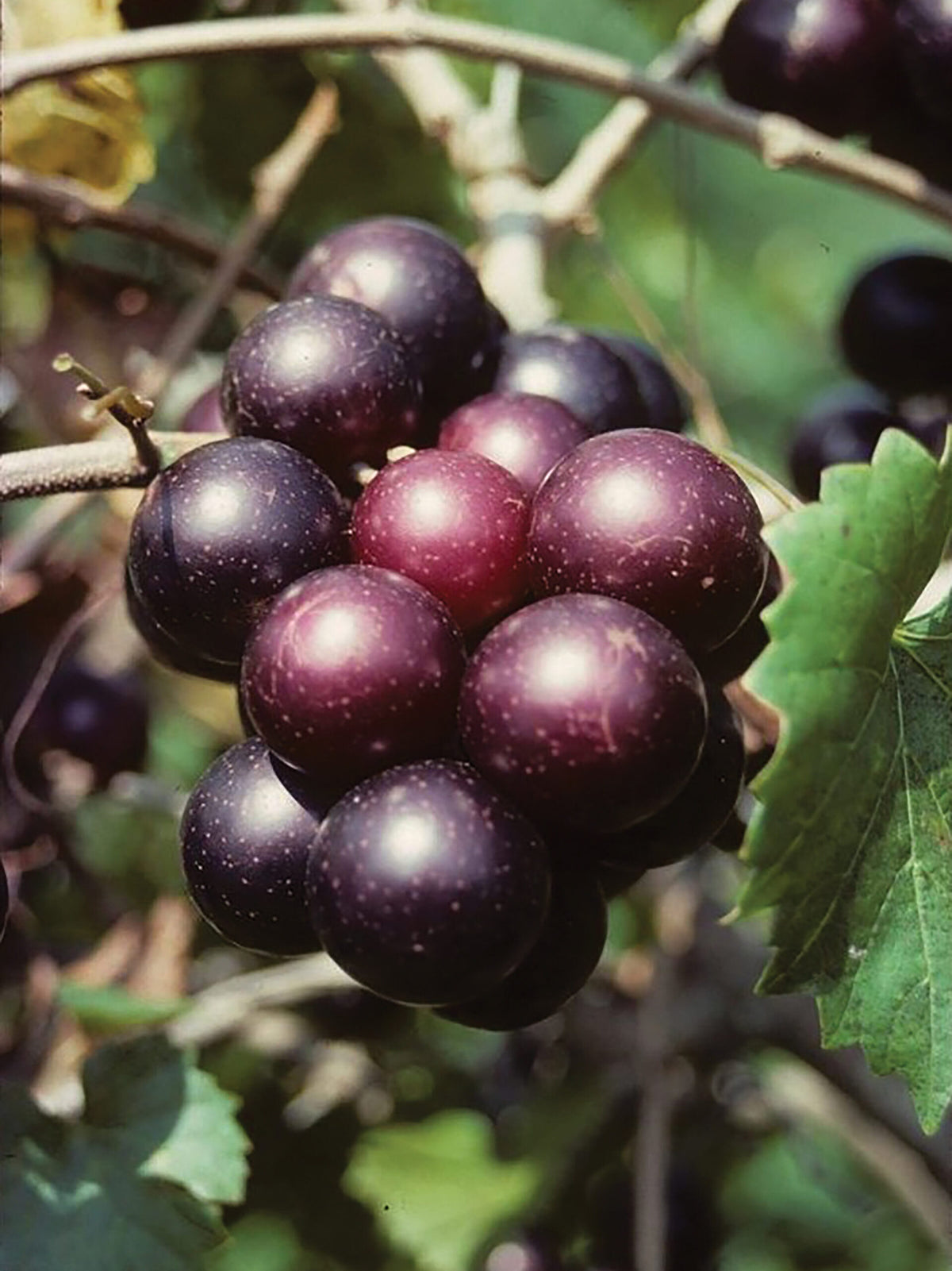 Muscadine Grapes 20 oz