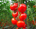 Cocktail Tomatoes on the Vine