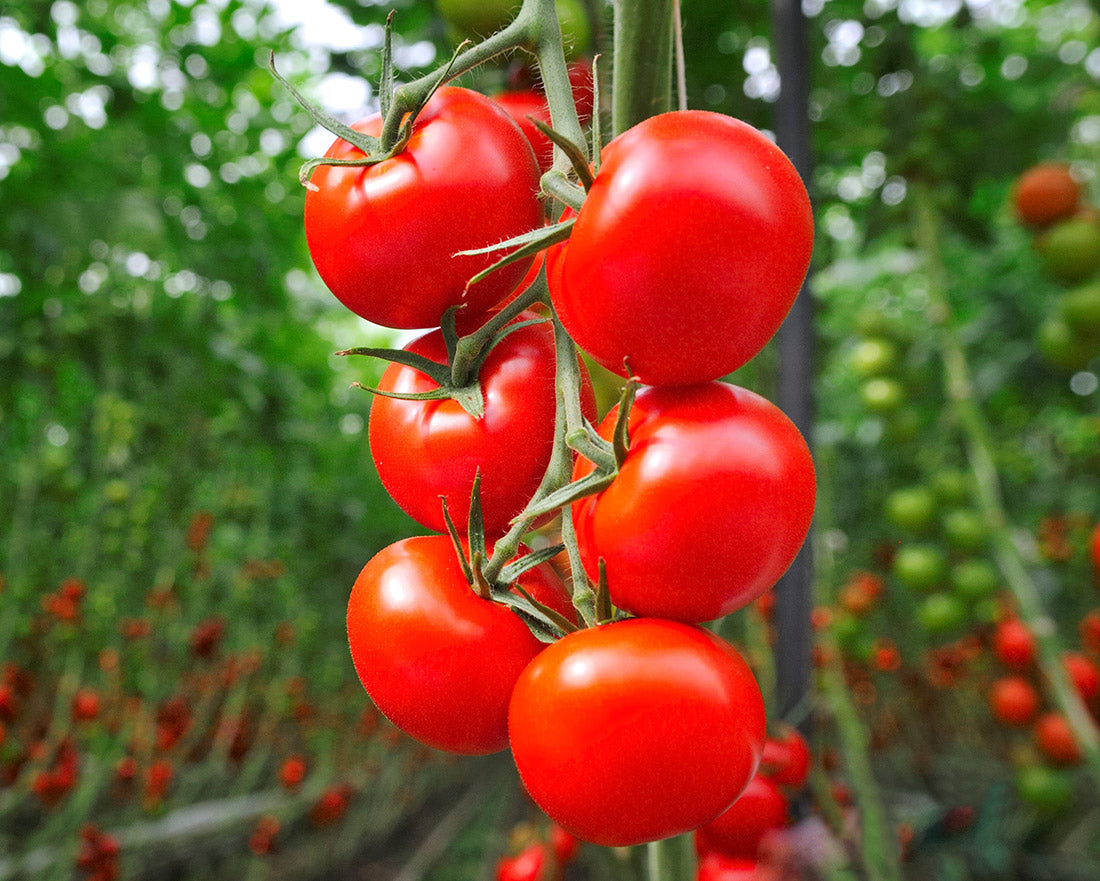Cocktail Tomatoes on the Vine