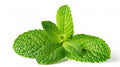 Garden Fresh Mint 0.5 oz