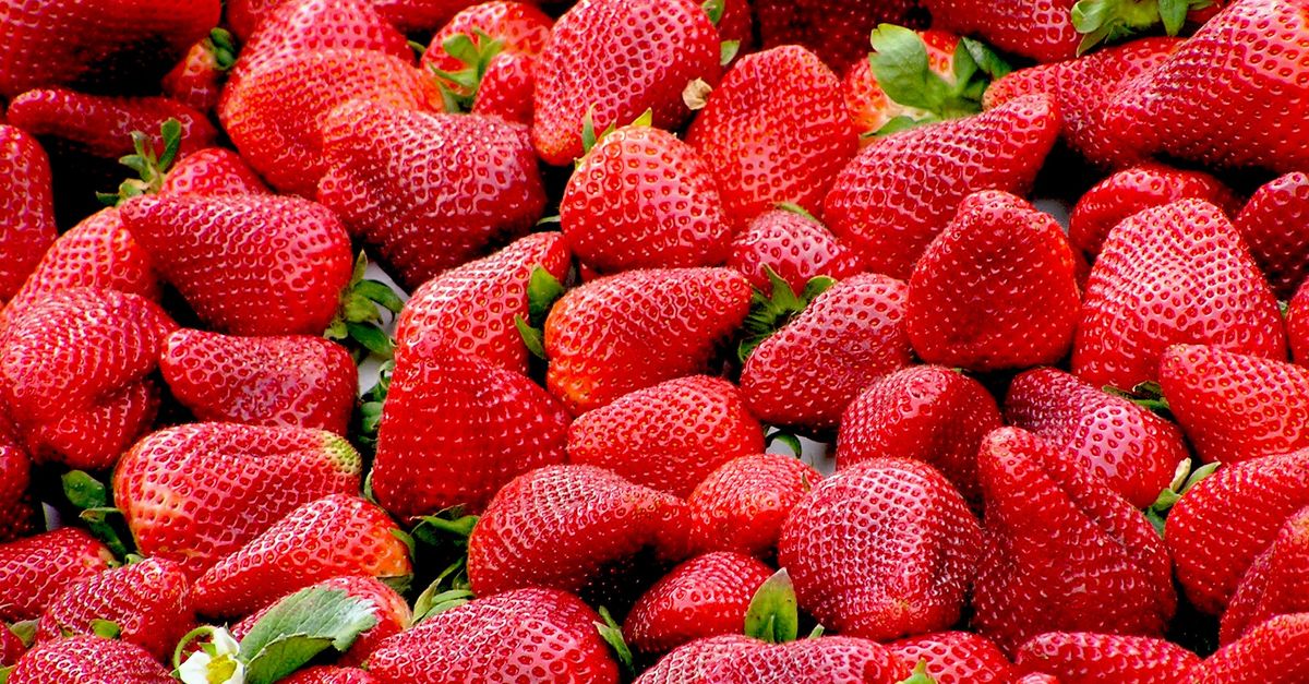 Organic Strawberries 1 lb
